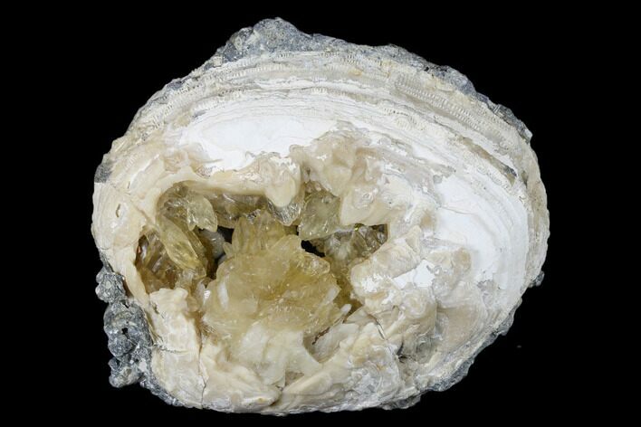 Fossil Clam With Fluorescent Calcite Crystals - Ruck's Pit, FL #175654